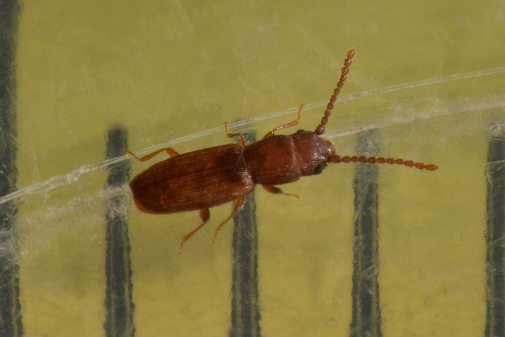 Bothrideres bipunctatus (Bothrideridae) e Cryptolestes cfr. duplicatus (Laemophloeidae)